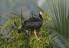 Northern Screamer